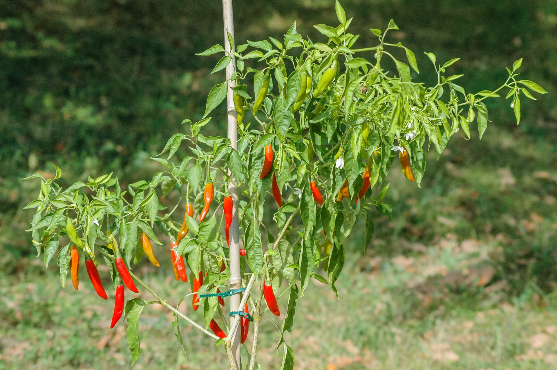 guatemalan chile cobanero