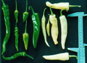 chile blanco guatemala