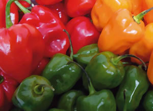 Chile de Caballo Guatemala