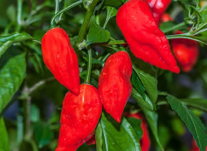 Chile Cuerudo Guatemala