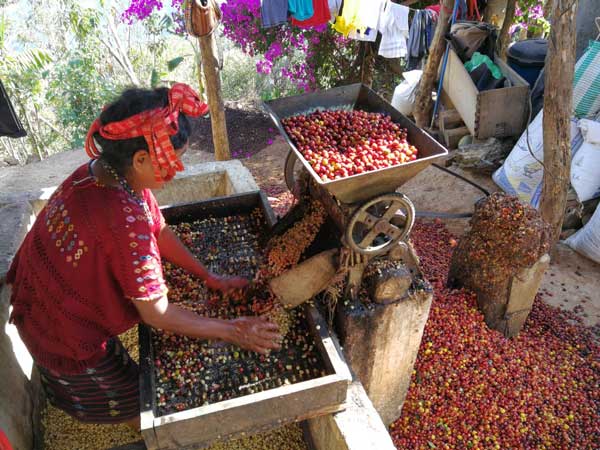 guatemala coffee