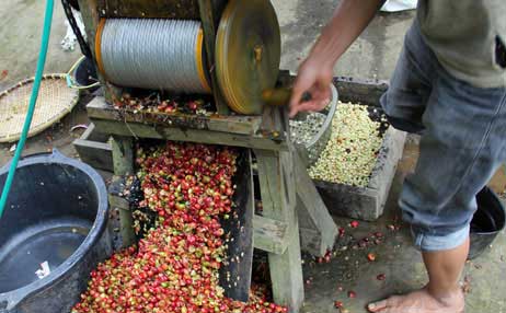guatemala coffee